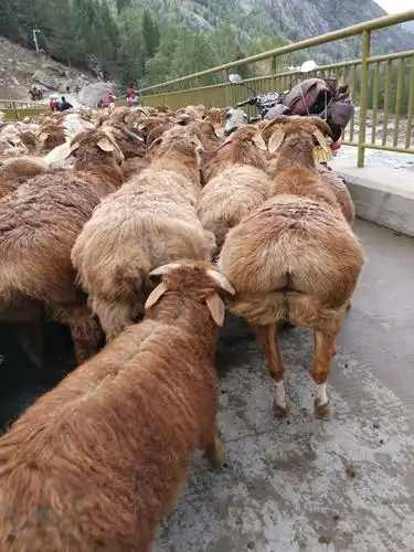新疆大尾巴羊