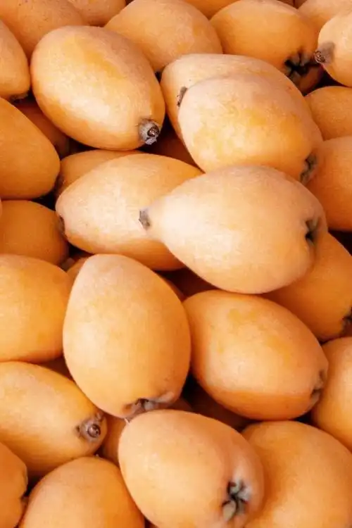 这就是莆田莆田枇杷中国之最