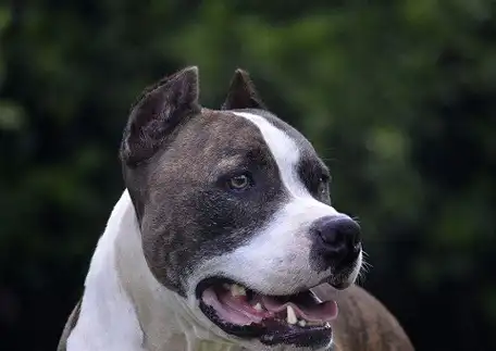 世界上攻击性最强的烈性犬种,藏獒不惜落榜,第一名大家很熟悉!