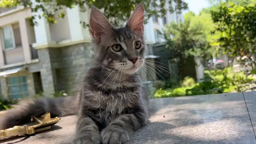 这也太炫酷了吧～缅因猫蓝虎斑小帅哥一枚