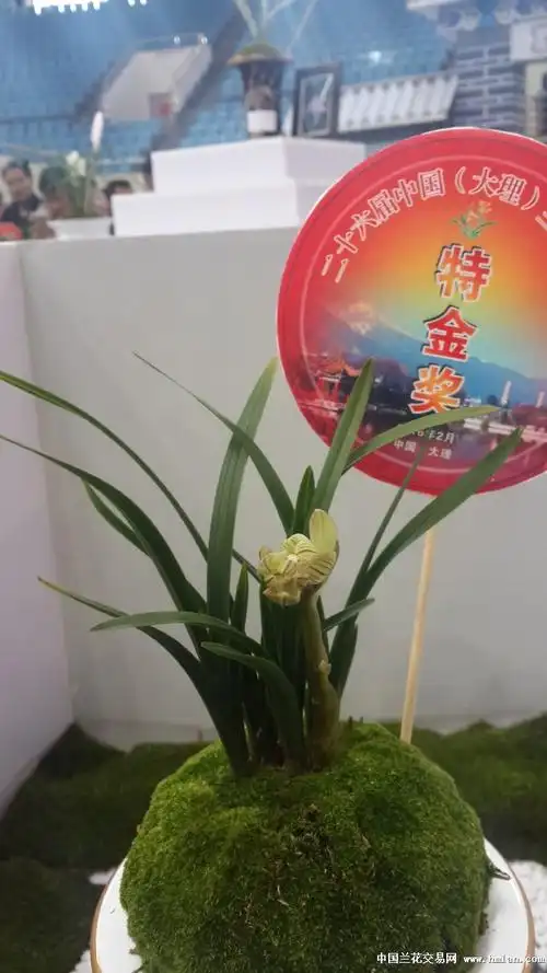 传奇荣获第26届中国大理兰花博览会特金奖