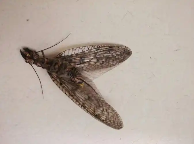 追问 蚁狮是「蚁蛉」的幼虫,这明显是成虫