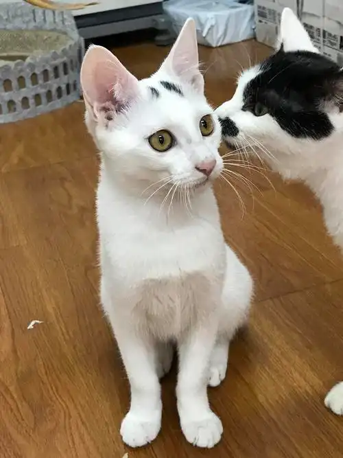 浦东蓝白串串猫找领养