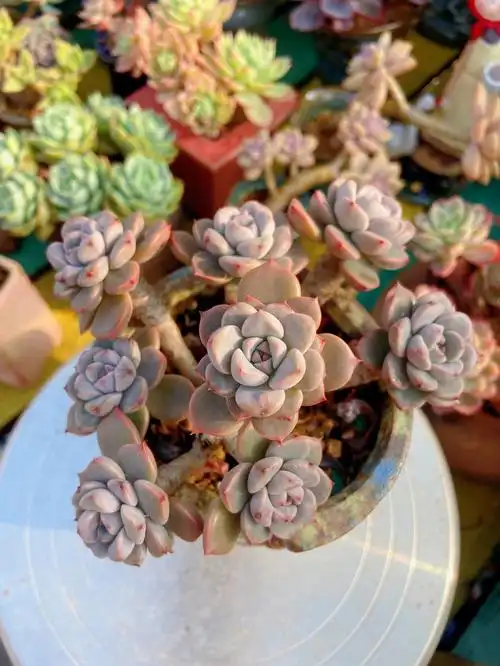 雨后就想拍拍肉肉98会不会被刷屏了#多肉  #红粉佳人