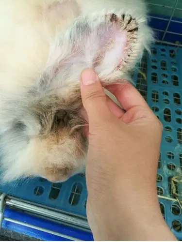 我有更好的答案  发布于2 小时前   最佳答案 看照片像是兔癣病,一般