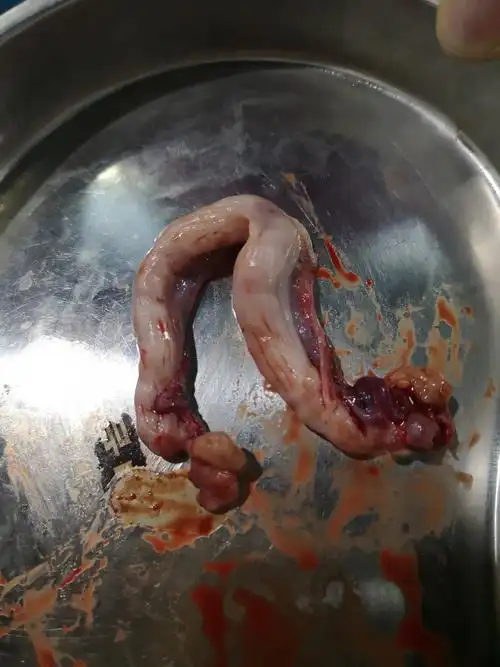 布兜绝育手术啦