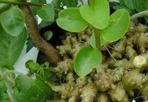 新鲜藤三七的根正确吃法_新鲜藤三七的根正确吃法和用量