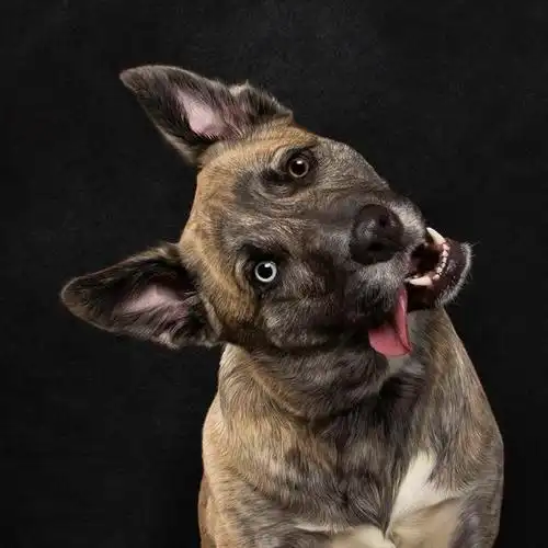 汪星人的歪头杀 卖萌吐舌的狗狗