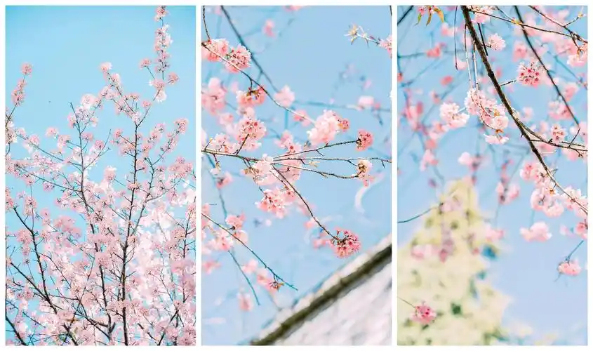 【壁纸】小清新唯美樱花高清手机壁纸