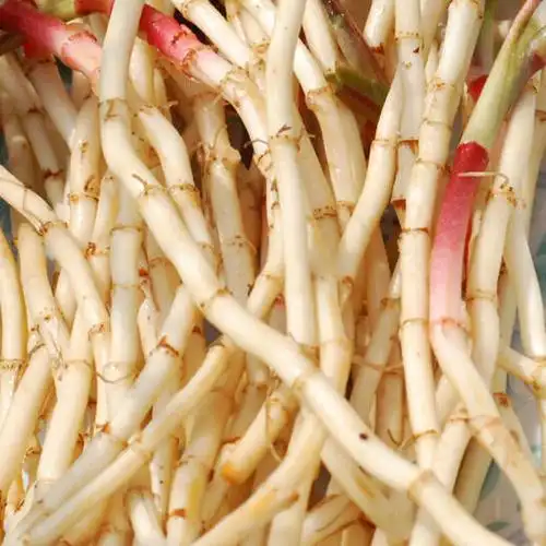 四川鱼腥草折耳根 新鲜现挖 脆嫩爽口