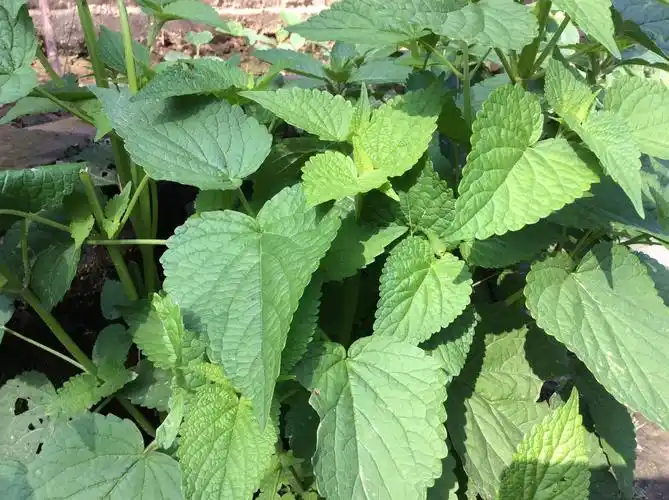 鲜霍香 藿香叶 五香菜鱼香叶合香,苍告,山茴香新鲜250