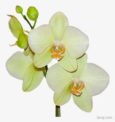 精美兰花png素材透明免抠图片-装饰效果