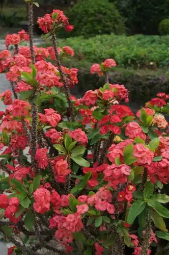 虎刺梅养护要点及注意事项