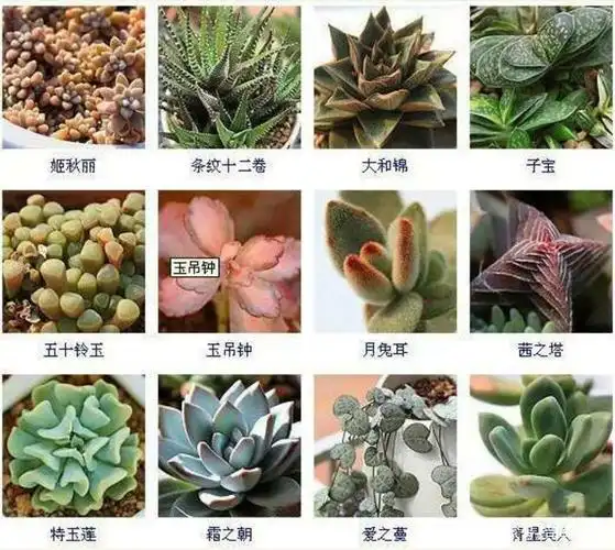 花卉养护小知识篇:超多肉植物图鉴