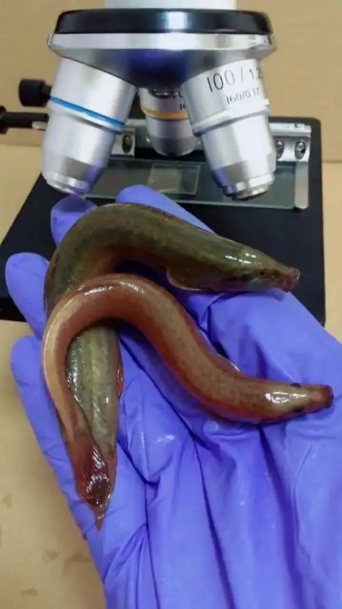 泥鳅:别名鱼鳅,是营养价值很高的一种鱼