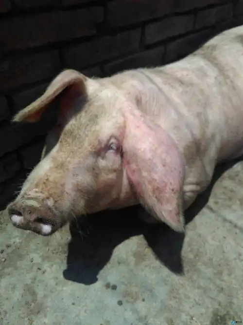 您好,我家的猪耳朵肿的厉害,可能是黄蜂蛰了,请问有什么办法吗?