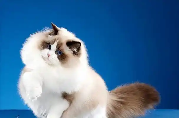 世界十大名贵猫猫,喵星人快看过来!