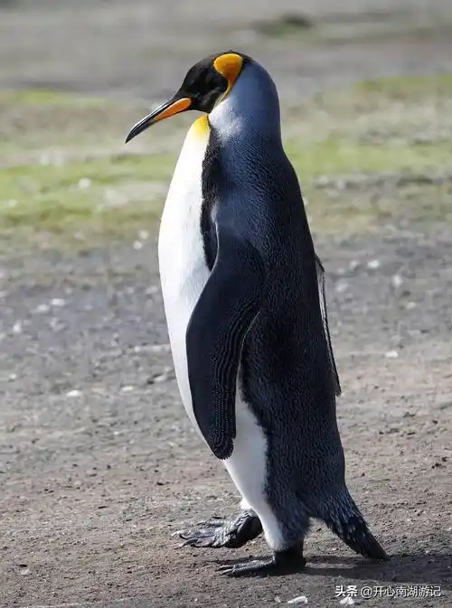 梦幻南极行(8):王企鹅,金图企鹅,麦哲伦企鹅,桑德斯岛太美_信天翁