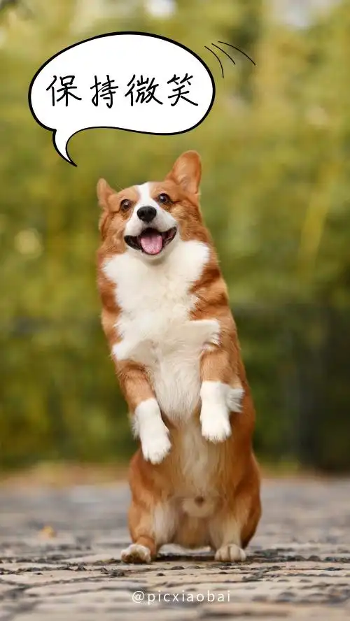 简约狗子保持微笑手机壁纸