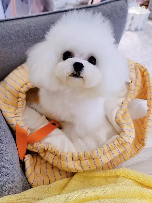 茶杯白泰迪爆毛白泰迪