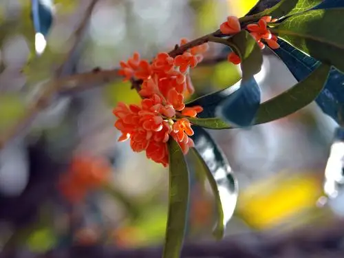 闲说桂花‖何须浅碧深红色,自是花中第一流!