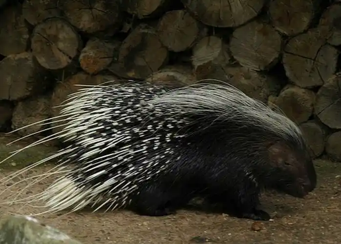 p>开普敦豪猪(学名: i>hystrix africaeaustralis /i>):又称南非豪猪