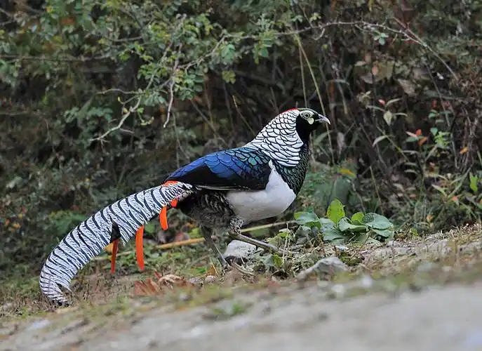 迟来的爱白腹锦鸡