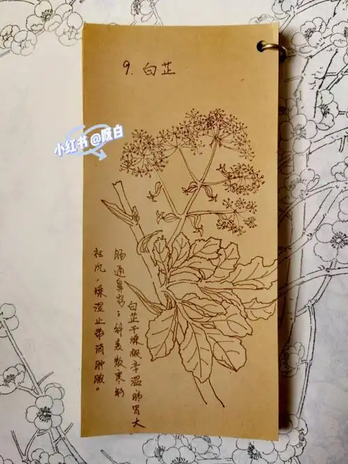 素材来源@今天也要努力学习中药白芷白芷,香味令人止步的草.