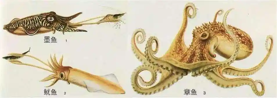 鱿鱼墨鱼的区别怎么辨认(干鱿鱼和干墨鱼怎么区分)