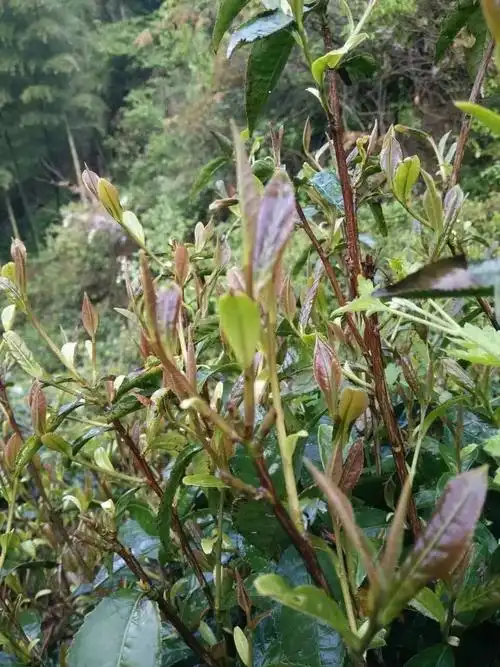 茶经云:紫者上,笋者上……集六上之茶者谓之紫笋茶.