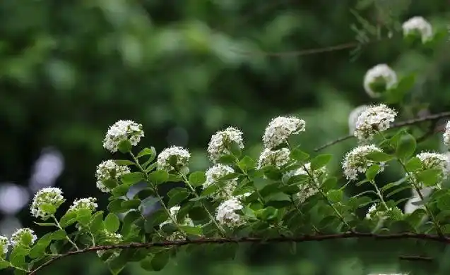 蔷薇科,绣线菊属 a href="#" data-lemmaid="1520017">灌木 /a>,高