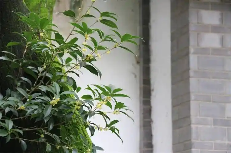 白露秋风起 盘龙桂香浓_桂花