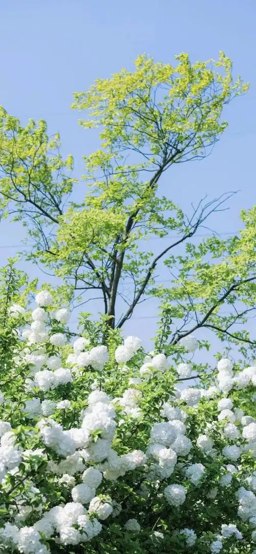 夏日小清新唯美治愈风景图,夏季清新唯美图片(夏日清新壁纸)