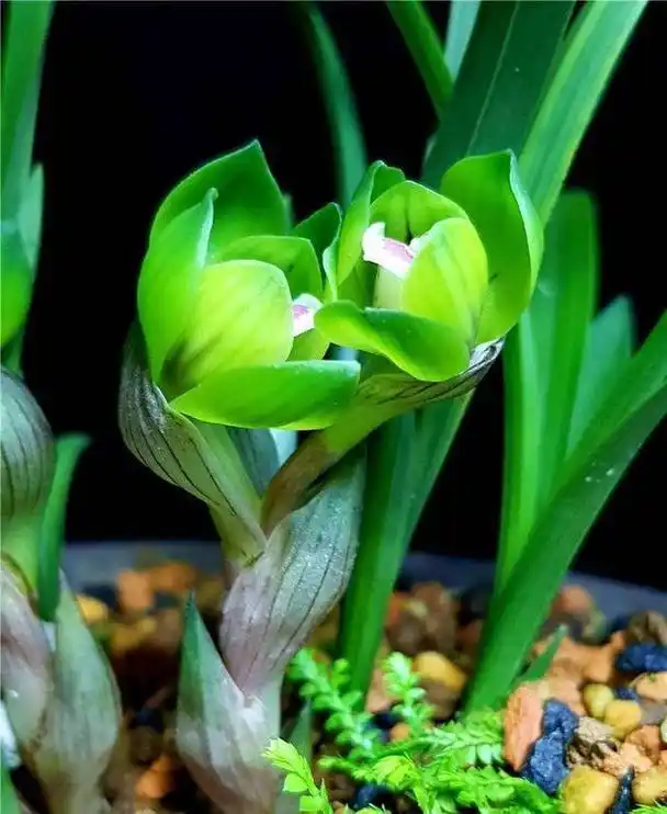 十大名贵兰花图片(十大名贵兰花图片大全 排名) - 123植物网