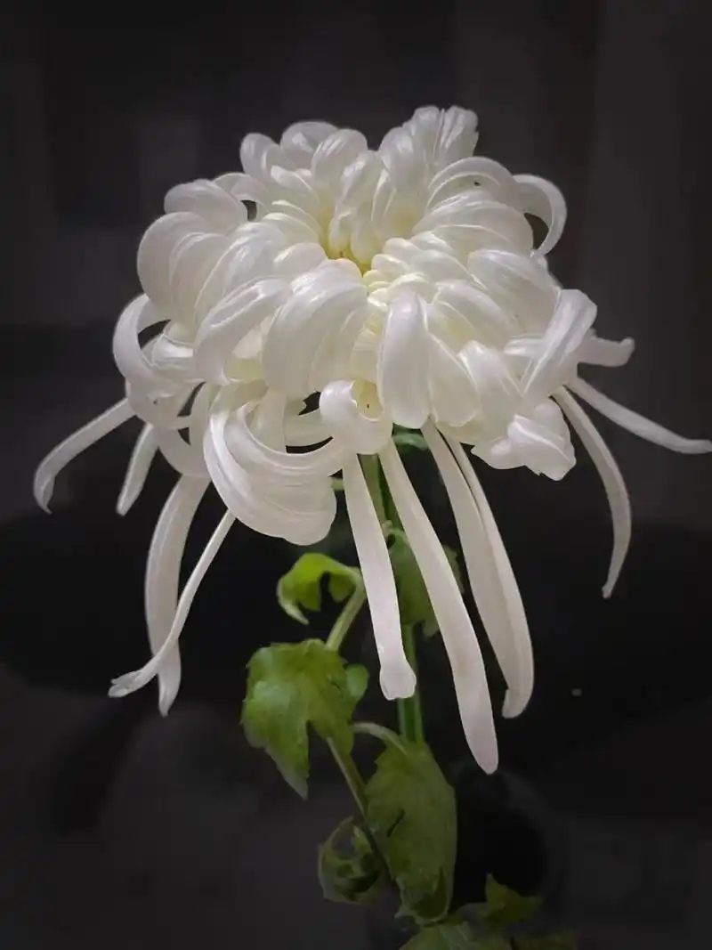 乒乓菊是菊花吗? 牡丹菊是菊花吗?