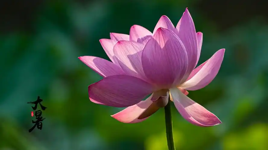 大暑之荷花图片桌面壁纸