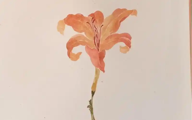 中国画萱草的没骨画法母亲之花代表父母的爱馈赠父母的礼物