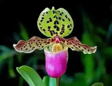 世界奇花异草有哪些(世界上罕见的奇花图片大全)