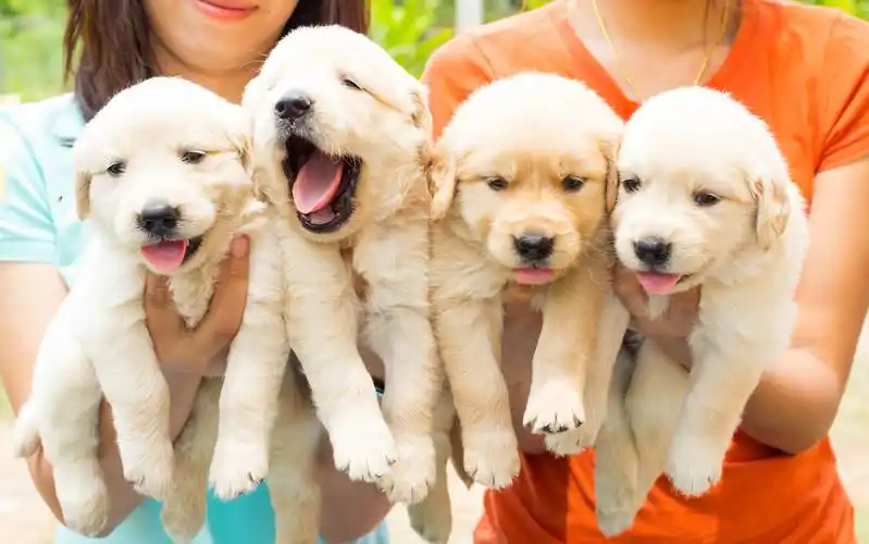 可爱狗宝宝图片 狗狗图片大全