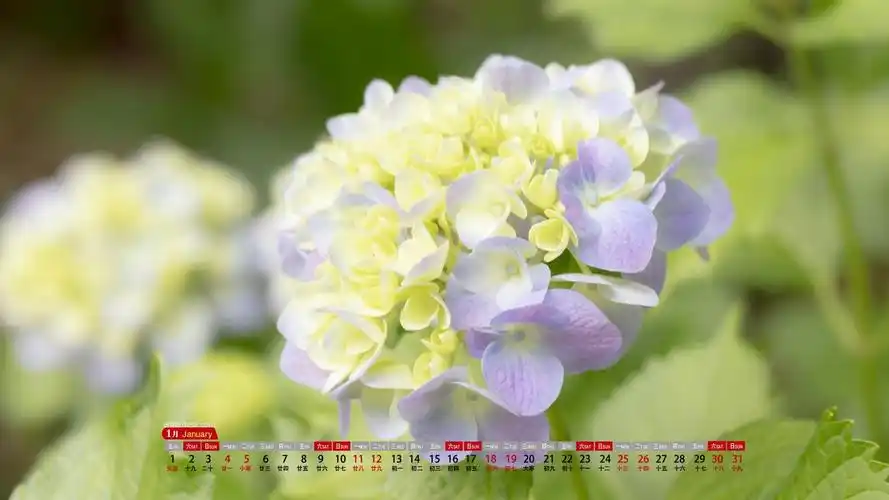 电脑壁纸 节日 月历壁纸 2021年1月小清新唯美的绣球花日历写真