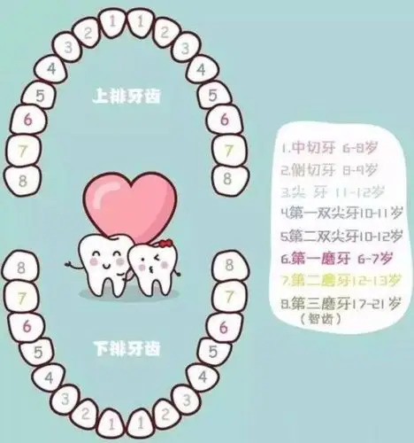 牙齿对照图及名称