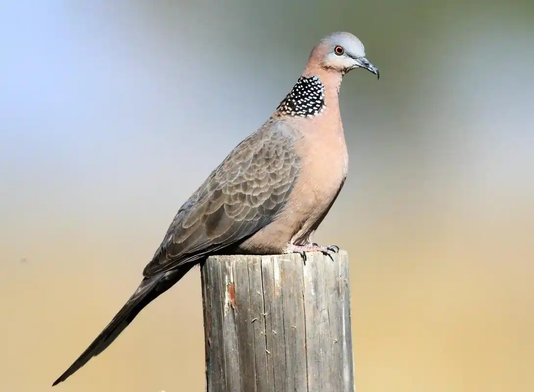 成年野生斑鸠能养活吗?