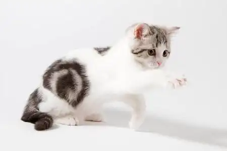 苏格兰直小猫玩在白色背景上照片