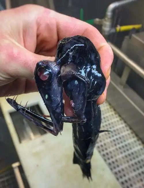 这些深海怪鱼 真的不是来自外星球吗?