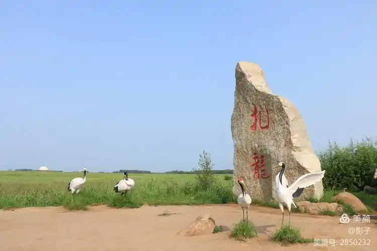 扎龙自然保护区(第六天)2019.08.02