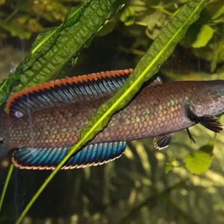 原生鱼 观赏鱼 猛鱼 南鳢(彩虹雷龙)版那种 溪流原生水族实体店