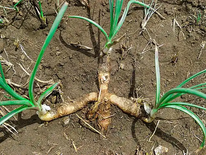 中草药知母图片_中草药知母高清图片_全景视觉