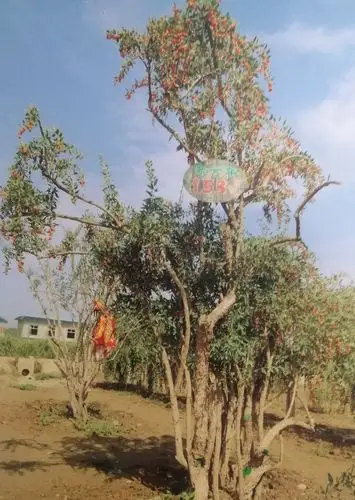 中宁枸杞历史根源