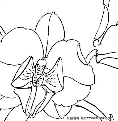 洋兰白描图片7高清下载-名画油画网