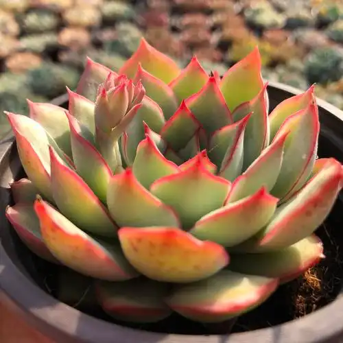 月光女神 9厘米盆带盆土发 多肉植物自家大棚满29包邮 常春藤园艺